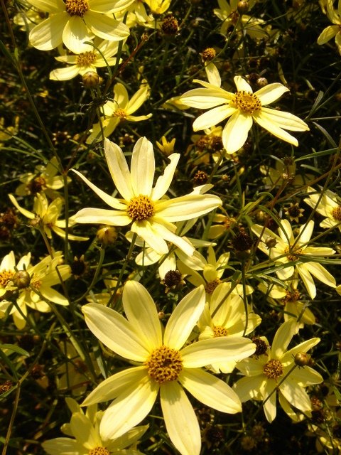 Coreopsis verticillata 'Moonbean'